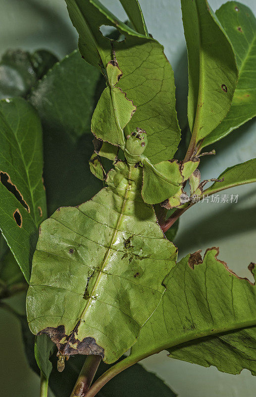 灰叶虫(Phyllium bioculatum)是叶科叶虫，原产于热带亚洲以及马达加斯加、毛里求斯和塞舌尔群岛